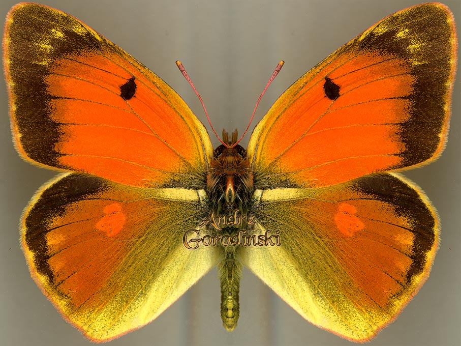 http://www.gorodinski.ru/pieridae/Colias romanovi.jpg